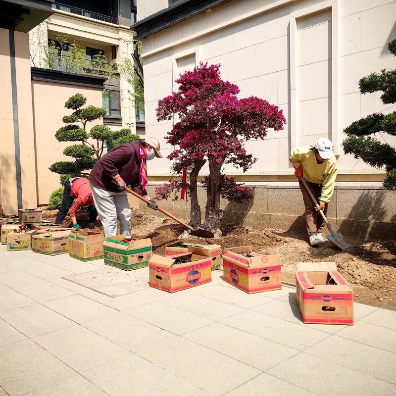 苗木种植基地：生态绿洲上的产业明珠